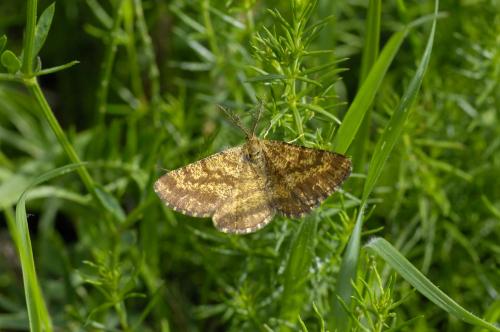 Ematurga atomaria