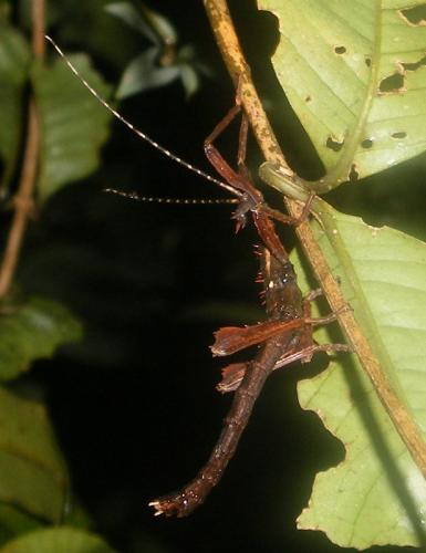 Parectatosoma mocquerysi