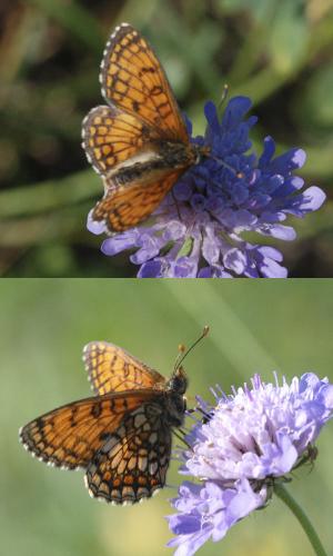 Melitaea parthenoides