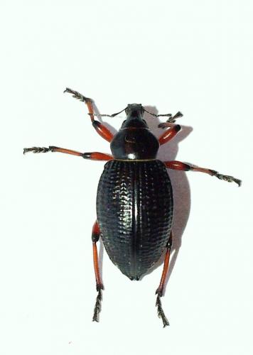 Cylydrorhinus angulatus