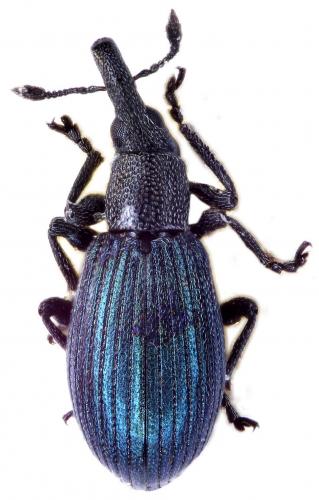Réf. 53 059 : Perapion violaceum