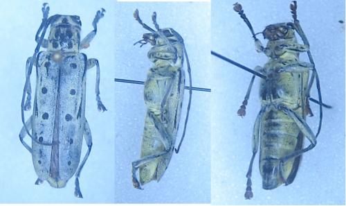 Saperda perforata