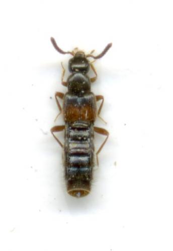 Phloeopora teres