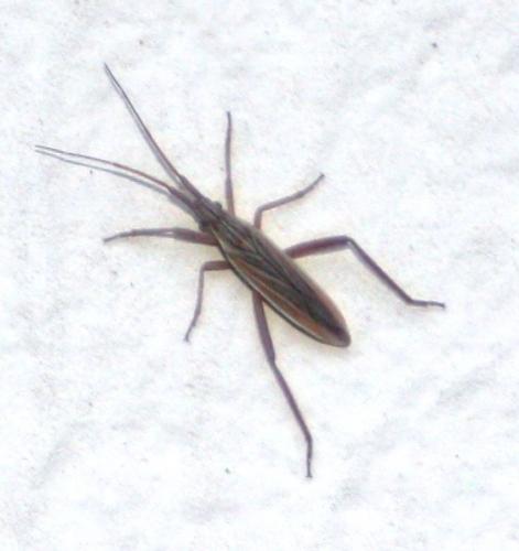 Stenodema sp.