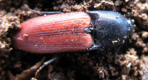 Réf. 53 587 : Ampedus praeustus
