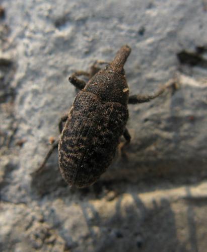 Réf. 53 753 : Larinus carlinae