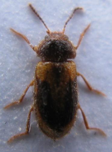 Réf. 53 568 : Stereophilus filicornis
