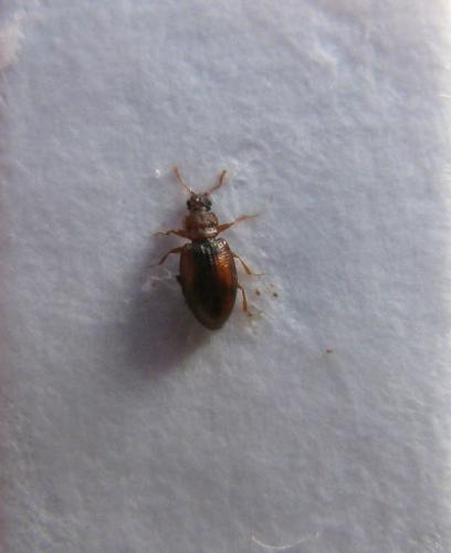 Enicmus sp.