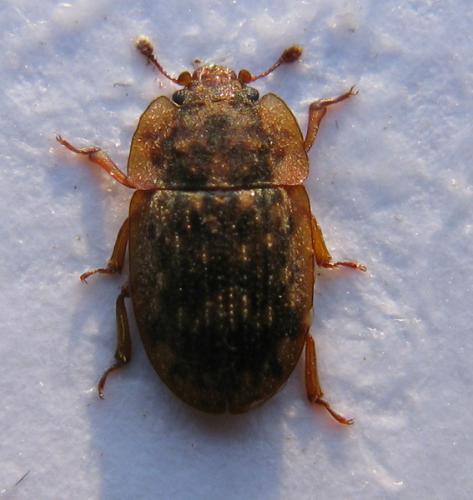 Réf. 53 853 : Soronia grisea
