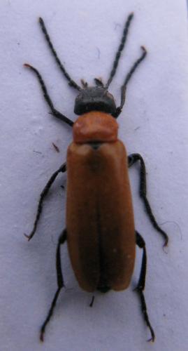 Zonitis nana