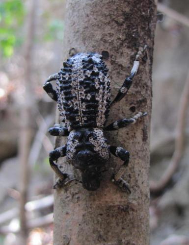 Rhytidophloeus rotschildi