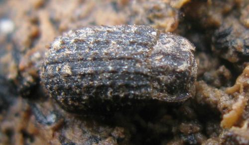 Trox scaber