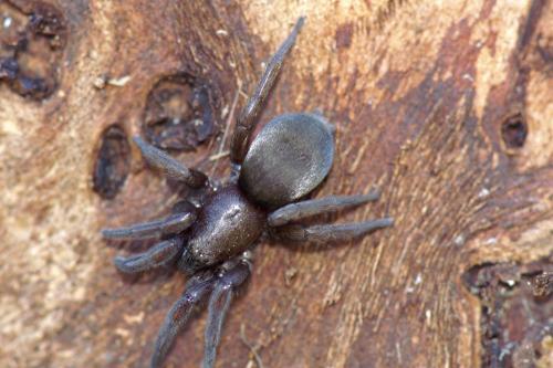 Scotophaeus sp.