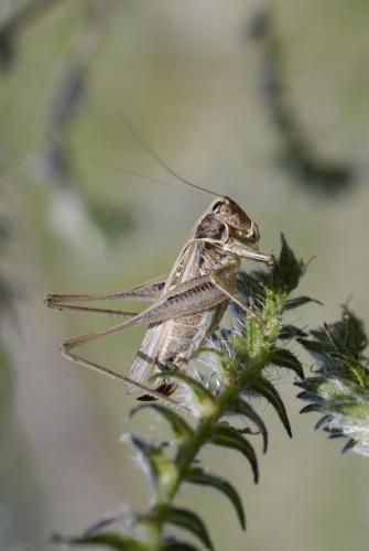 Réf. 53 094 : Tessellana tessellata tessellata