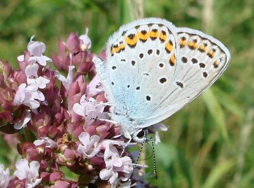 Réf. 53 148 : Plebejus argyrognomon