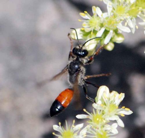Réf. 53 424 : Sphex funerarius