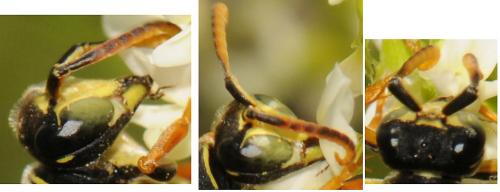 Polistes sp.