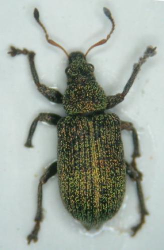 Réf. 53 996 : Polydrusus manteroi