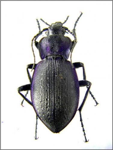 Réf. 53 277 : Carabus problematicus