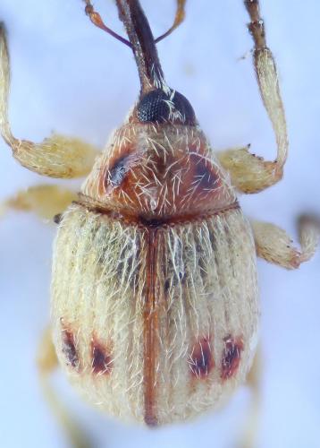 Réf. 53 480 : Corimalia tamarisci