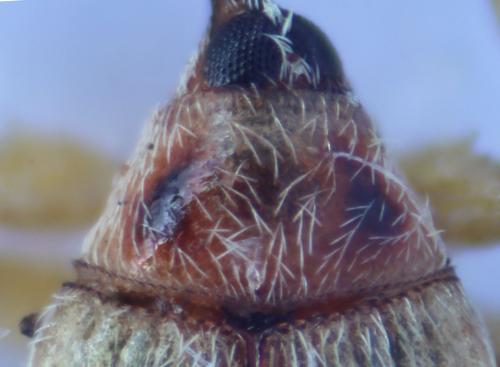 Réf. 53 481 : Corimalia tamarisci