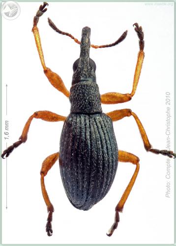 Protapion fulvipes
