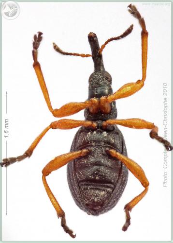 Protapion fulvipes