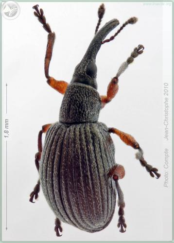 Réf. 53 875 : Protapion trifolii