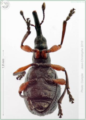 Réf. 53 876 : Protapion trifolii