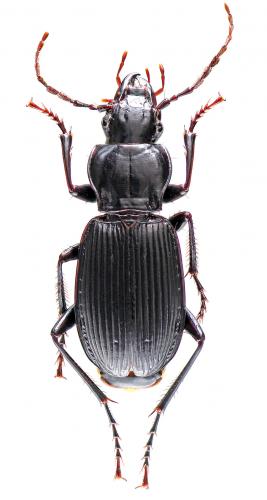 Réf. 53 516 : Pterostichus funestes
