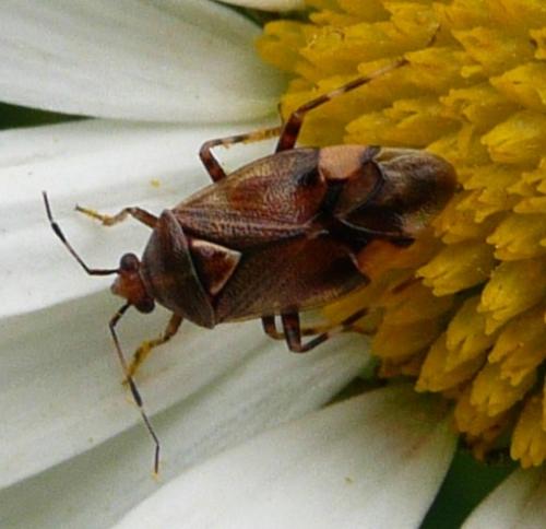 Réf. 53 493 : Deraeocoris flavilinea