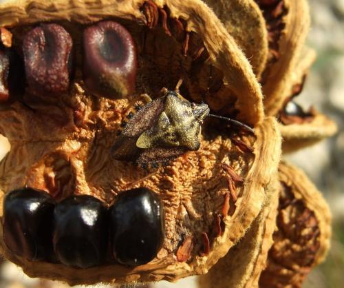 Carpocoris pudicus