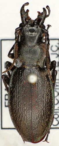 Réf. 53 058 : Carabus pyrenaeus jeanneli
