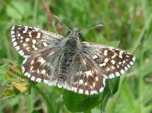 Réf. 53 278 : Pyrgus sp.