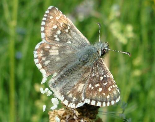 Pyrgus sp.