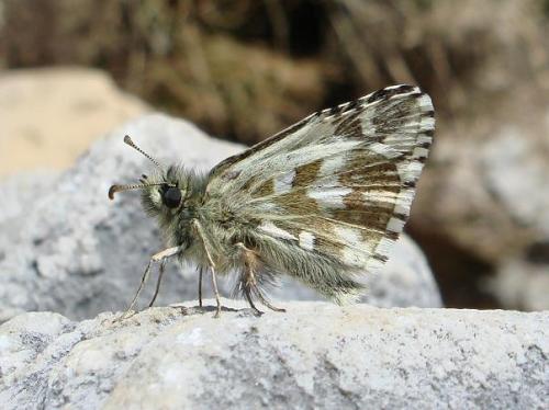 Réf. 53 279 : Pyrgus andromedae