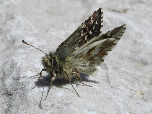 Réf. 53 280 : Pyrgus andromedae