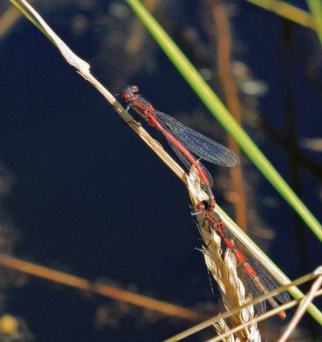 Pyrrhosoma nymphula