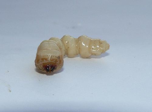 Xylotrechus sp.