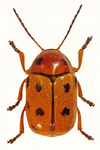 Réf. 53 436 : Cryptocephalus cynarae