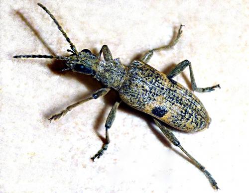 Rhagium mordax
