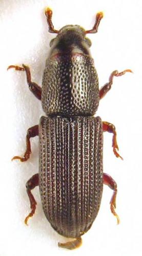 Réf. 53 893 : Rhyncolus elongatus