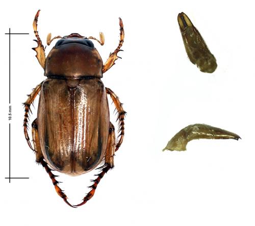 Rhinyptia sp.