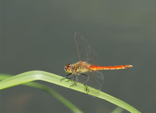 Réf. 53 696 : Sympetrum depressiusculum