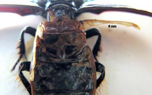 Scarites buparius