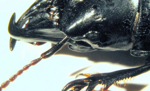 Scarites buparius