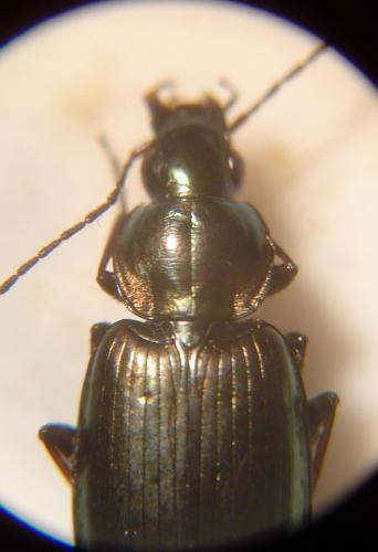 Réf. 53 248 : Agonum muelleri