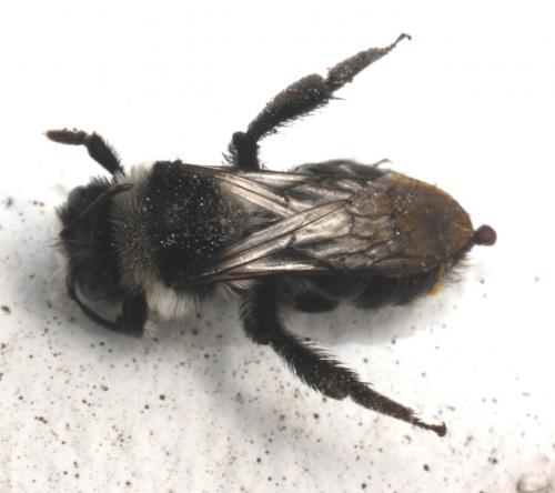 Andrena cineraria