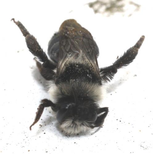 Andrena cineraria