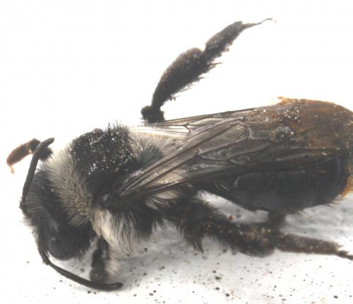 Andrena cineraria
